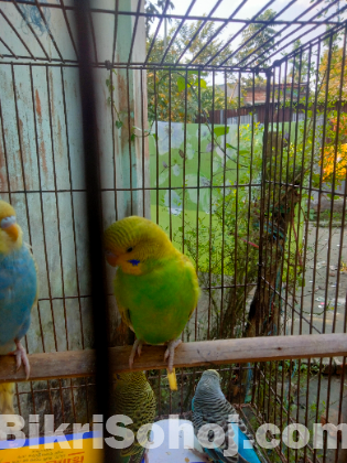 বাজরিগার পাখির বাচ্চা ৩+ বয়স